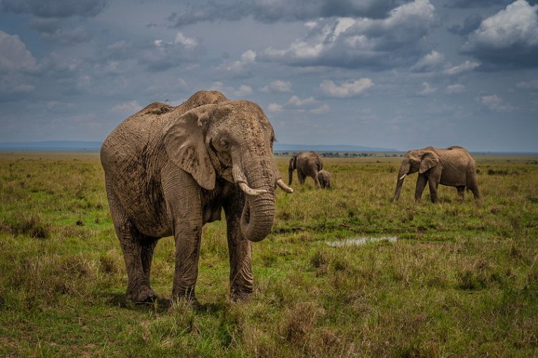 018 Masai Mara, olifanten.jpg